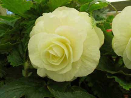 B. ‘Moondrops’